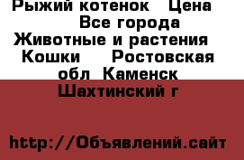 Рыжий котенок › Цена ­ 1 - Все города Животные и растения » Кошки   . Ростовская обл.,Каменск-Шахтинский г.